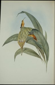 Kleiner Hermelin