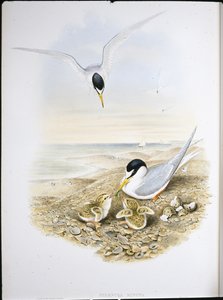 Zwergseeschwalbe