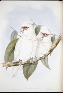 Langschnabel-Kakadu von John (after) Gould