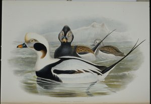 Eisente von John (after) Gould