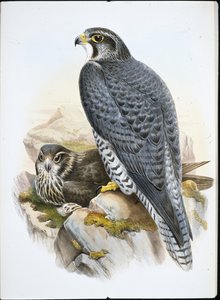 Norwegischer oder Gerfalke (Falco Gyrfalco)