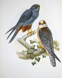 Rotfußfalke