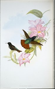 Pamelas Sonnenstrahl (Aglaeactis Pamela)