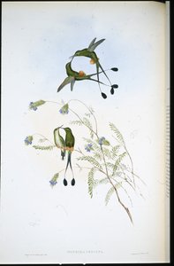 Peruanischer Racket-Schwanz (Spathura Peruana) von John (after) Gould