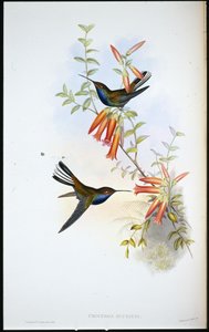 Schwarzweißer Kolibri