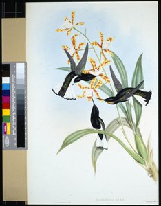 Schwarzweißer Jakobiner von John (after) Gould