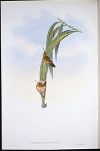Zwerg-Einsiedler (Phaethornis Pygmaeus) von John (after) Gould