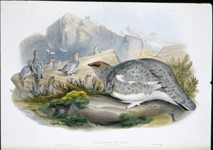 Schneehuhn (Herbstgefieder)