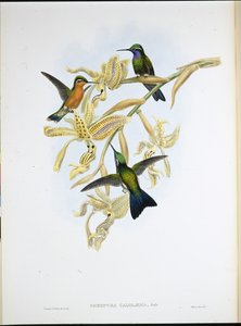 Purpurkehlkolibri von John (after) Gould