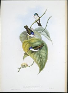 Rotbilled-Azurkrone von John (after) Gould