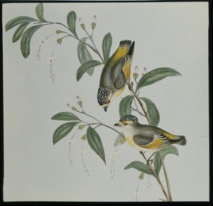 Rotstirn-Pardalote (pardalotus rubricatus) von John (after) Gould