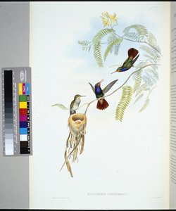 Rotkehl-Saphir (hylocharis sapphirinus)