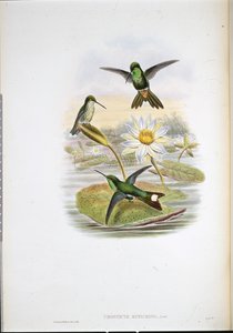 Rotbauch-Weißspitzen-Kolibri (Urosticte Ruficrissa) von John (after) Gould