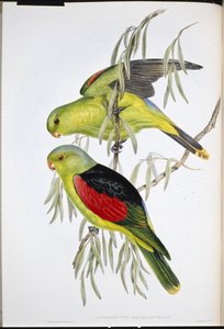 Rotflügel-Lori (Aprosmictus Erythropterus)