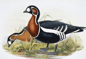 Rothalsgans von John (after) Gould