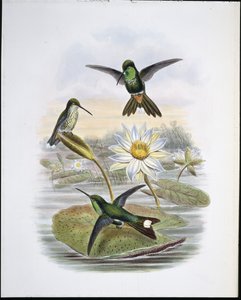 Rotlüftiger Weißspitz (Red Vented White Tip) von John (after) Gould