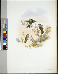 Roraima Coquette (Lophornis Pavoninus)