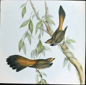 Rotstirn-Fächerschwanz (Rhipidura Rufifrons)