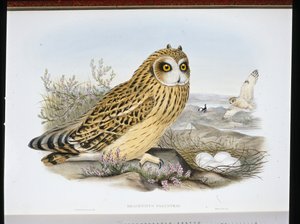 Sumpfohreule (Brachyotus Palustris) von John (after) Gould