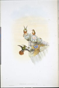 Salvins Coquette-Kolibri von John (after) Gould