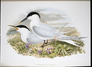 Brandseeschwalbe von John (after) Gould