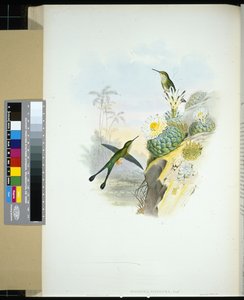 Schwanzschwalbe (handkolorierte Lithografie)