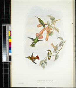 Glänzender Sonnenstrahl (aglaeactis cupreipennis)