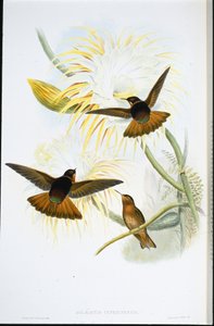 Glänzender Sonnenstrahl von John (after) Gould