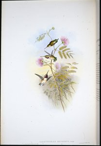 Kurzschwanz-Waldstern von John (after) Gould