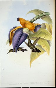 Düsterer Kolibri (Aphantochroa Cirrhochloris) von John (after) Gould