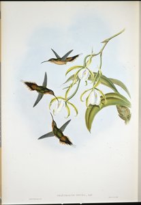Südlicher Einsiedler (Phaethornis Zonura) von John (after) Gould