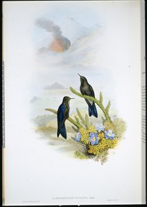 Südlicher Dornschwanz