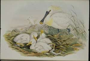 Löffler von John (after) Gould