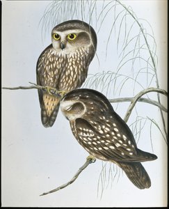 Fleckeneule