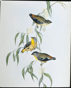 Fleckenpardalote von John (after) Gould