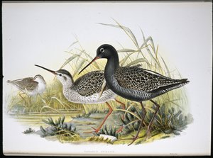 Dunkler Wasserläufer von John (after) Gould