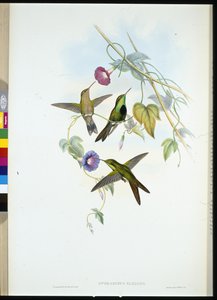 St. Domingo Kolibri (Sporadinus Elegans) von John (after) Gould