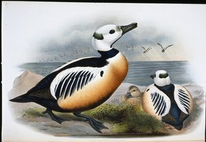 Stellers Ente (Eniconetta Stelleri)