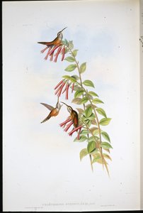 Streifenkehl-Einsiedler (Phaethornis Striigularis)