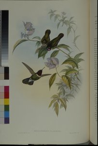 Sonnenengel von John (after) Gould