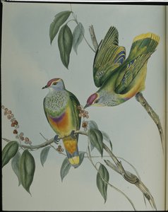 Swainsons Fruchttaube (Ptilinopus Swainsonii)