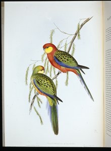 Derby-Sittich (Platycercus icterotis)