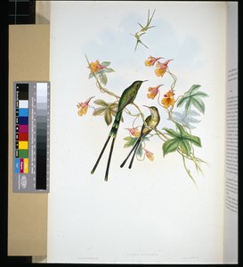 Trainträger (Lesbia Eucharis) von John (after) Gould