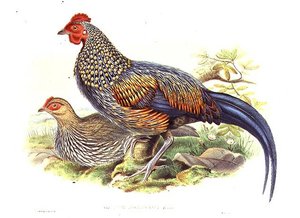 Zwei asiatische Fasanen (Gallus Sonneratii) graviert vom Künstler und William Hart (1823-1894) von John (after) Gould