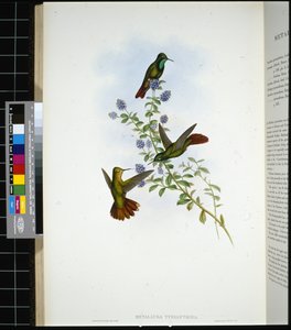 Tyrianschwanz (Metallura Tyrianthina)