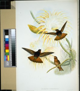 Venezolanische Stenura (panychlora stenura) und (panychlora Russata)