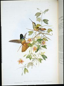 Violettkehliger Sternfrontlet (Helianthea Violifera)