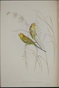 Wellensittich von John (after) Gould