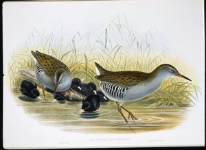 Wasserralle (Rallus Aquaticus) von John (after) Gould