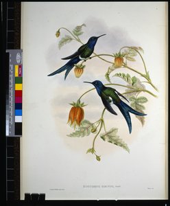 Westlicher Schwalbenschwanz (Eupetomena Hirundo) von John (after) Gould